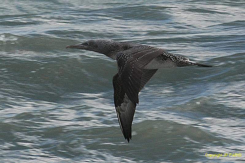 Northern Gannet